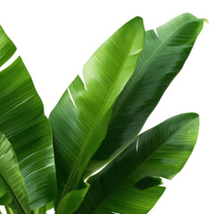tropical banana leaves