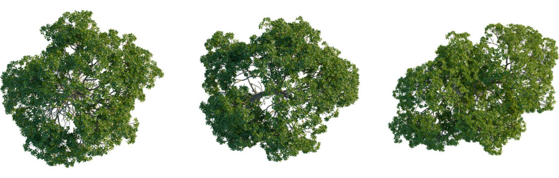 Rhizophora apiculata tree plan, top view, 4K PNG, cutout, isolate, Three lush green trees with dense foliage on transparent background
