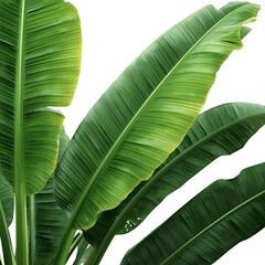 tropical banana leaves
