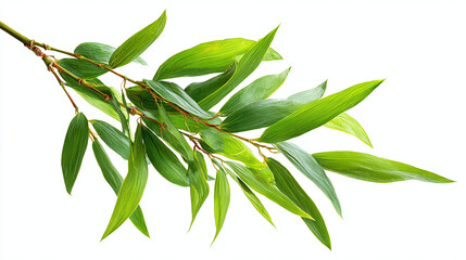 A close-up shot of a vibrant green bamboo branch with several leaves. The details of the leaves are crisp and vivid, showcasing nature's beauty