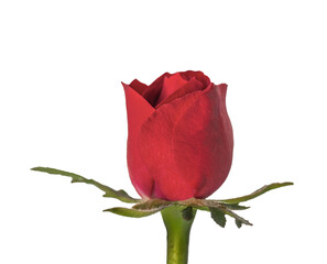 closeup on beautiful red flower petal of blooming rose on a transsparent background