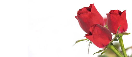 red flower petal of blooming roses on a white background and empty space on the left