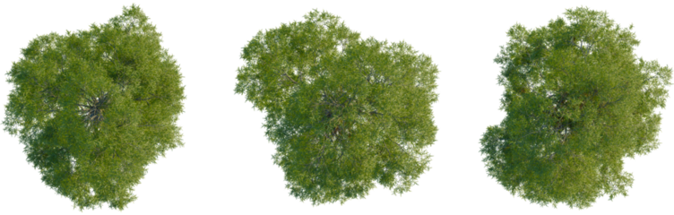 Taxodium distichum tree plan, top view, 4K PNG, cutout, isolate, Three green trees on transparent background for design