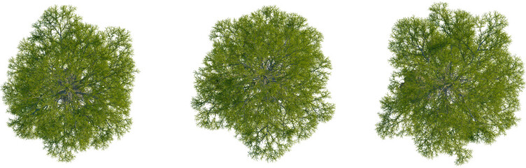 Taxodium ascendens tree plan, top view, 4K PNG, cutout, isolate, Three green trees with lush...