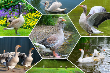 Collage of Various Geese and Swan Species in Natural Habitat
