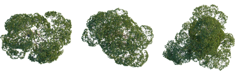Fraxinus caroliniana tree plan, top view, 4K PNG, cutout, isolate, Three green tree canopies from above on transparent background
