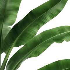tropical banana leaves 
