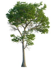 Fototapeta premium Nyssa aquatica tree, front view, cutout, 4K PNG, isolate, Tall tree with lush green leaves on transparent background