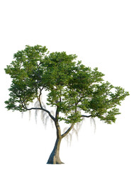 Nyssa biflora tree, front view, cutout, 4K PNG, isolate, Majestic tree with lush green leaves on transparent background