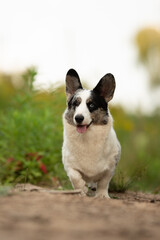A merle female Cardigan Welsh Corgi happily walks towards the viewer on a dirt path. Green foliage is visible in the background during the daytime