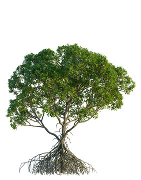 Rhizophora apiculata tree, front view, cutout, 4K PNG, isolate, Lush green tree with exposed roots on transparent background