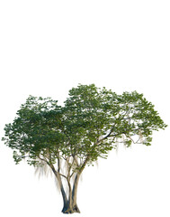 Fraxinus caroliniana tree, front view, cutout, 4K PNG, isolate, Mature tree with lush green leaves on transparent background