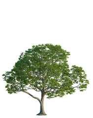 Obraz premium Celtis laevigata tree, front view, cutout, 4K PNG, isolate, Majestic tree with lush green leaves on transparent background