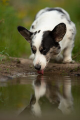 A Cardigan Welsh Corgi with merle fur drinks water from a puddle. The dog is in a grassy field on a cloudy day. Its reflection is visible in the puddle