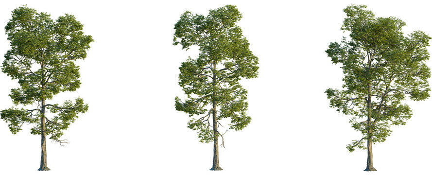 Carya ovalis tree front view, elevation, cutout, 4K PNG, isolate, Three tall trees with green leaves on transparent background