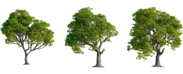 Myrsine lessertiana tree front view, elevation, cutout, 4K PNG, isolate, Three lush green trees with varying leafy canopies on transparent background