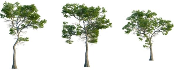 Nyssa aquatica tree front view, elevation, cutout, 4K PNG, isolate, Three green trees with transparent background for design