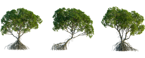 Rhizophora apiculata tree front view, elevation, cutout, 4K PNG, isolate, Three green trees with exposed roots on transparent background
