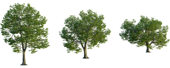 Quercus michauxii tree front view, elevation, cutout, 4K PNG, isolate, Three green trees with lush foliage on transparent background