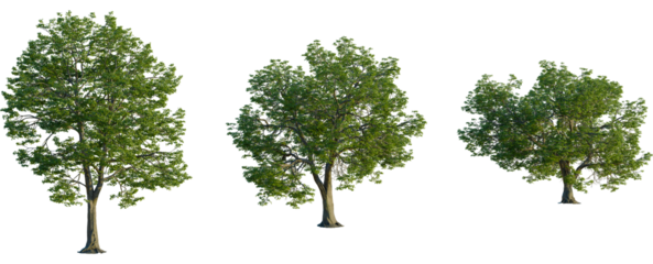 Quercus michauxii tree front view, elevation, cutout, 4K PNG, isolate, Three green trees with lush foliage on transparent background