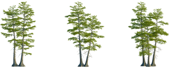 Taxodium ascendens tree front view, elevation, cutout, 4K PNG, isolate, Three groups of tall green trees with trunks and leaves on transparent background