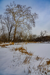 631-12 Sycamore Winter