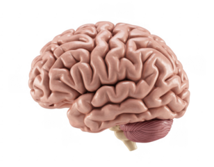 Pink human brain model anatomy isolated on a transparent background