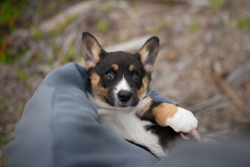 A small, cute Cardigan Welsh Corgi puppy with blue eyes is being held in someone's arms. The puppy is relaxed and looking directly at the viewer
