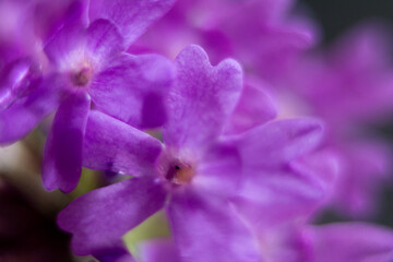 Macro photograph of a verbena flower.