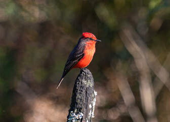 Red Bird Perched on Wooden Post