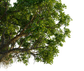 Avicennia marina tree, corner view, cutout, 4k PNG, isolate, Lush green tree branches with leaves on transparent background