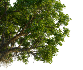 Avicennia marina tree, corner view, cutout, 4k PNG, isolate, Lush green tree branches with leaves on transparent background