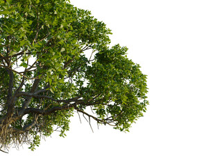 Avicennia marina tree, corner view, cutout, 4k PNG, isolate, Lush green tree branch with leaves on transparent background