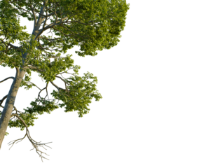 Carya ovalis tree, corner view, cutout, 4k PNG, isolate, Tree with green leaves on transparent background for design