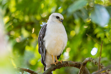 White Hawk Perched in Forest  morningLight