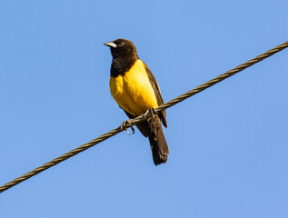 Yellow and Black Bird on Wire