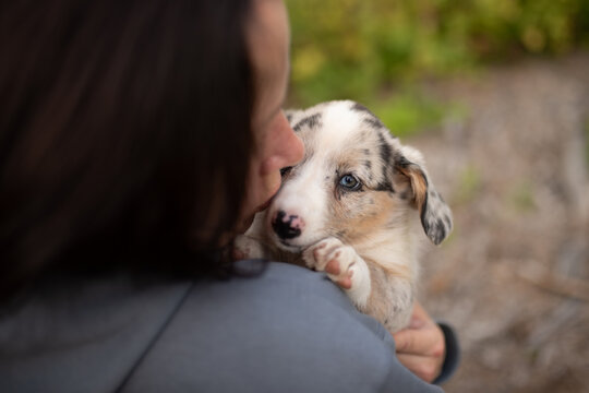 A person is holding a small, spotted Merle Welsh Corgi Cardigan puppy. The puppy looks at the camera with its clear blue eyes while being held in someone's arms