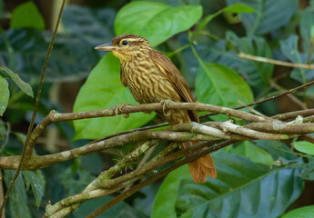 Striped Brown Bird in Foliage
