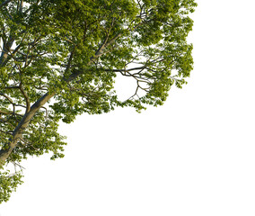 Carya ovalis tree, corner view, cutout, 4k PNG, isolate, Tree branches with green leaves on transparent background