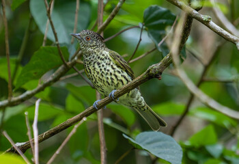 Green Spotted Bird in Forest