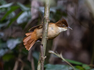 Small Brown Bird in Forest