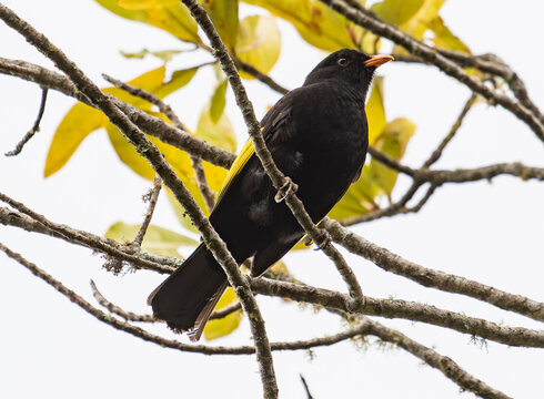black-and-gold wing Bird