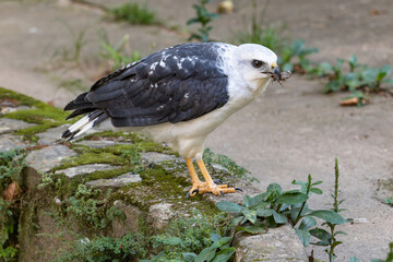 Hawk Holding Prey on Ground
