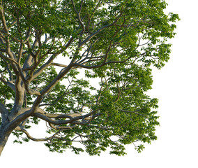 Celtis laevigata tree, corner view, cutout, 4k PNG, isolate, Majestic tree with lush green leaves on transparent background