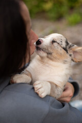 A Cardigan Welsh Corgi puppy is nestled in a person's arms, eyes closed, enjoying a cuddle. The location appears to be outdoors on a sunny day