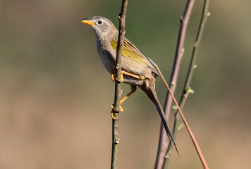Bird with Long Tail on Twig