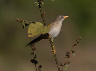 A finch on Twig