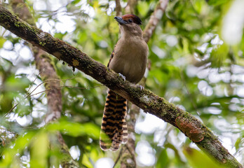 Brown Bird with Long Tail on Tree