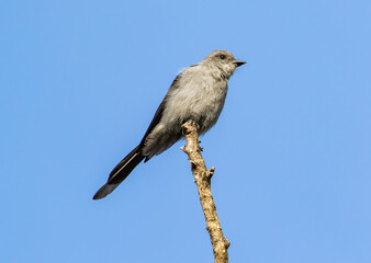 Gray Bird perched against blue sky