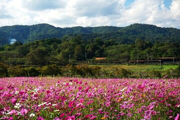 Scenic pink cosmos flower field in full bloom with mountain backdrop at Sing Park in Chiang Rai, Thailand.